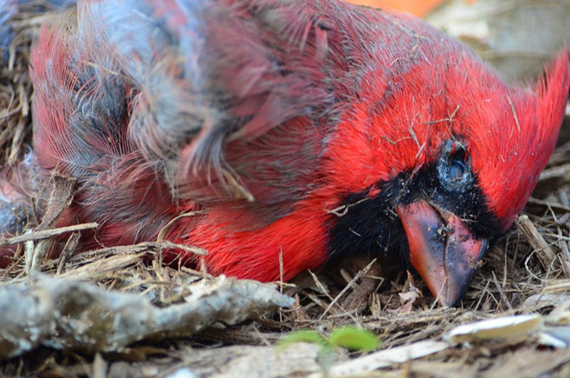 10 Sad Tweets Mourning the Cardinals Loss
