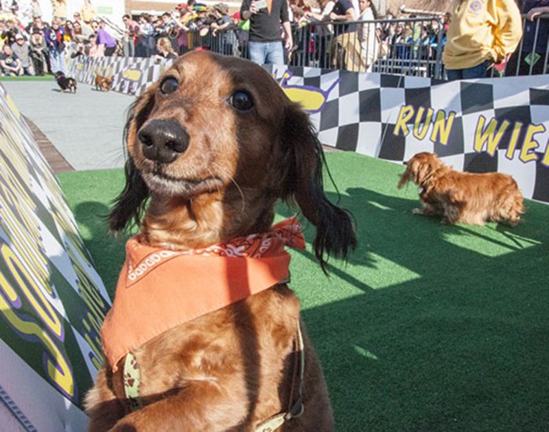 The weiner dogs race Sunday after the Beggin' Strips Pet Parade through Soulard. - PHOTO  BY MICAH USHER