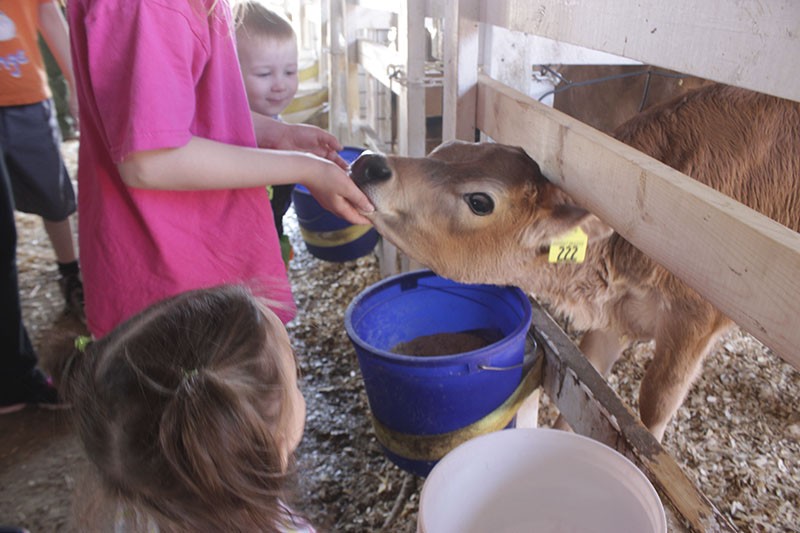 A visitor feeds a calf at Marcoot Jersey Creamery. - PHOTO BY ALLISON BABKA