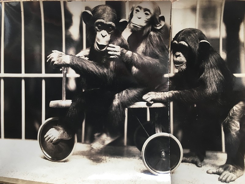 Vintage Photos of the Saint Louis Zoo Reveal How Much Has Changed (8)