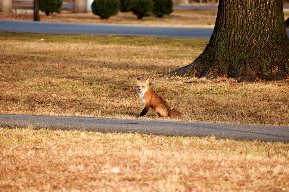 This Tower Grove Park fox is among the wildlife you might find in the city. - DOYLE MURPHY