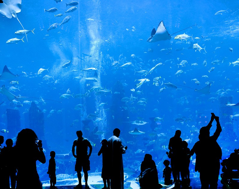 The New St. Louis Aquarium Is No Cause for Celebration
