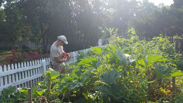 Tower Grove Park's kitchen garden is behind the park's greenhouse. - PHOTO COURTESY OF TOWER GROVE PARK