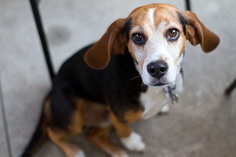 Beagles are frequently used in research because of their relatively small size and docile personalities. - Photo courtesy of Flickr/Clay Larsen