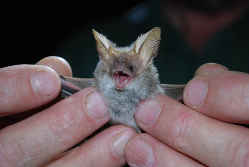 Don't do this with a bat. - Callie Nickolai / Flickr