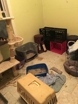 A room in the home of KKK leader Frank Ancona is filled with litter boxes. - Image via Midwest Community Cat Alliance