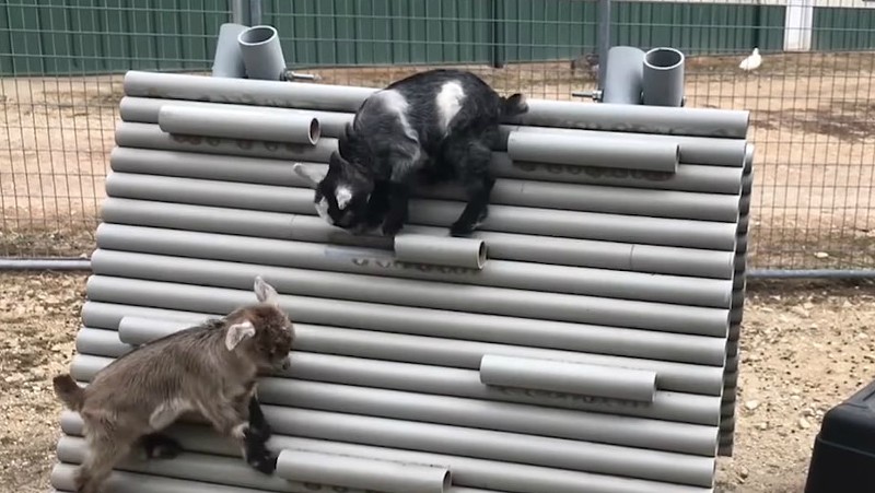 Baby goats will climb on anything. Even you. - SCREENGRAB FROM Longmeadow Rescue Ranch