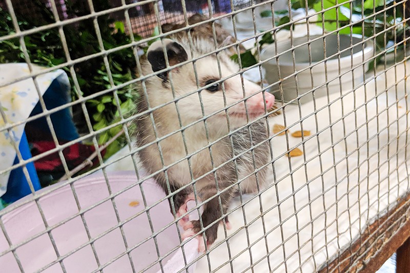 A young opossum at the Missouri Wildlife Rescue Center in 2019. - DANNY WICENTOWSKI