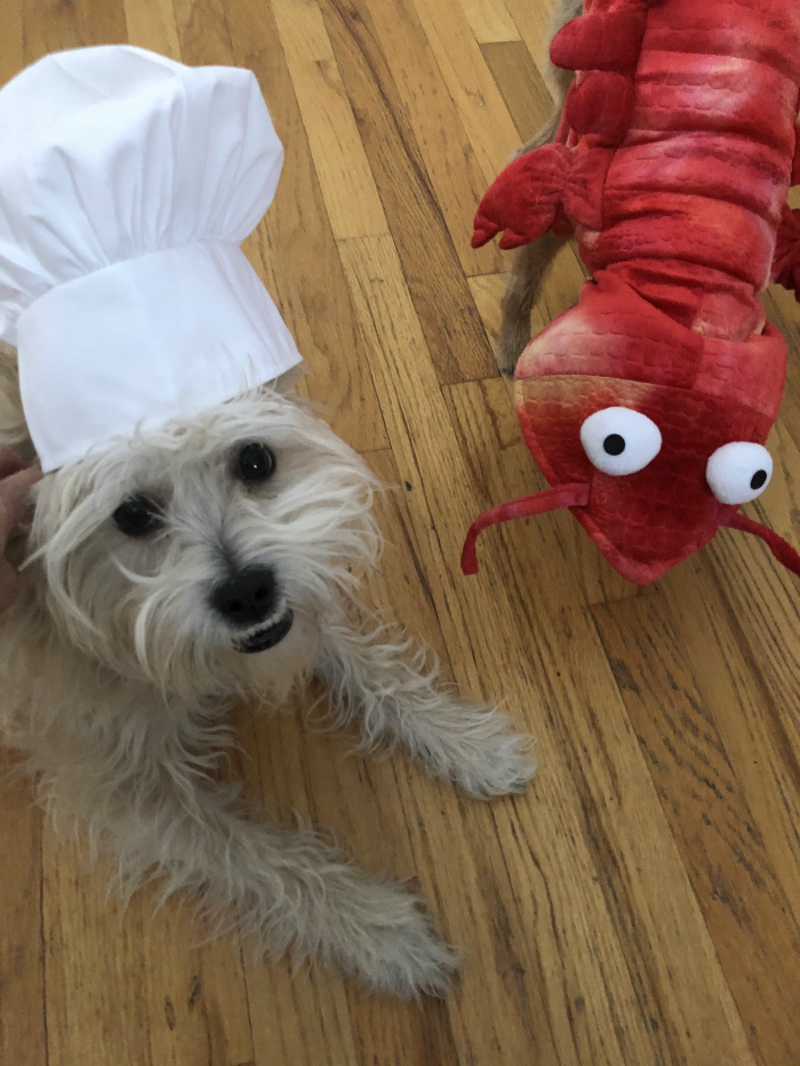 Maple, Jessica Hentoff's dog, wears a chef's hat and poses with a shrimp for a stir-fry shrimp recipe. - CIRCUS HARMONY
