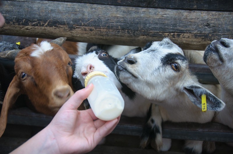 When you (and the goats) are thirsty, Grant's Farm awaits. - @dherholz / Flickr