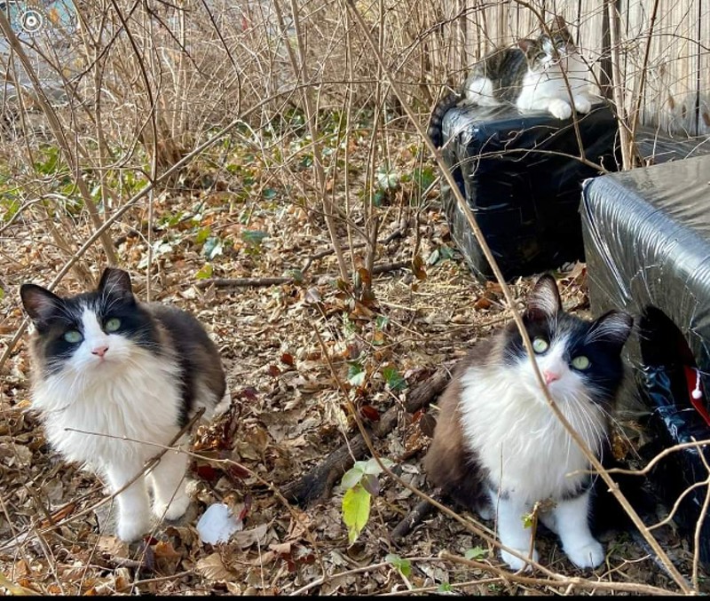 Three feral cats in St. Louis sit outside of their shelters. Their clipped ears indicate they have been spayed or neutered. - LAURA MEHARD