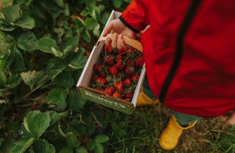 Strawberries are in season, and so is the Strawberry Festival at Eckert's Farm. - COURTESY ECKERT'S FARMS