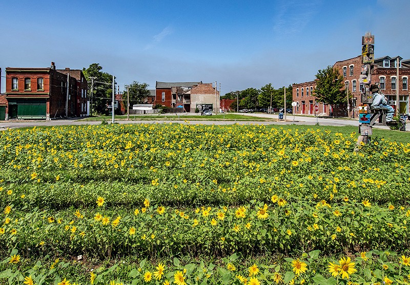 The Sunflower + Project is a community group that develops and beautifies vacant urban lots with sunflowers and winter wheat. - COURTESY THE SUNFLOWER + PROJECT