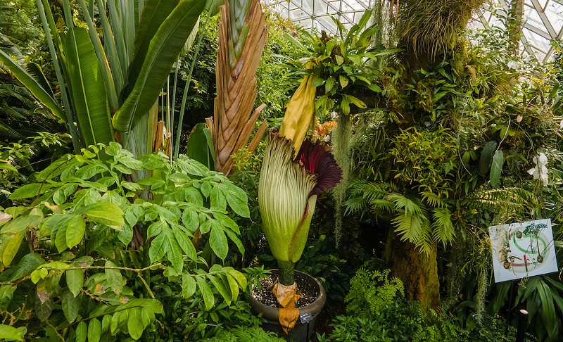 Luna, the corpse flower, is getting ready to bloom in the next two weeks in the Missouri Botanical Garden climatron. - VIA MISSOURI BOTANICAL GARDEN