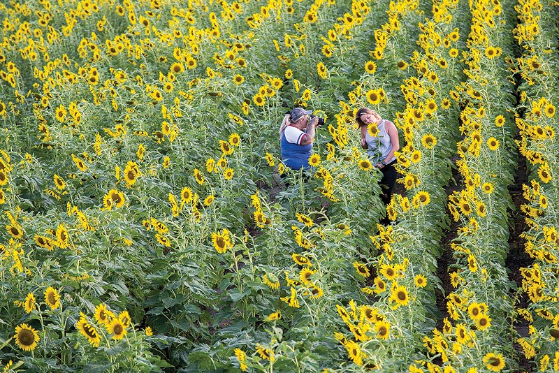 The Weldon Springs Conservation Area sunflower field is expected to bloom soon, too. - Photo by Dan Zarlenga