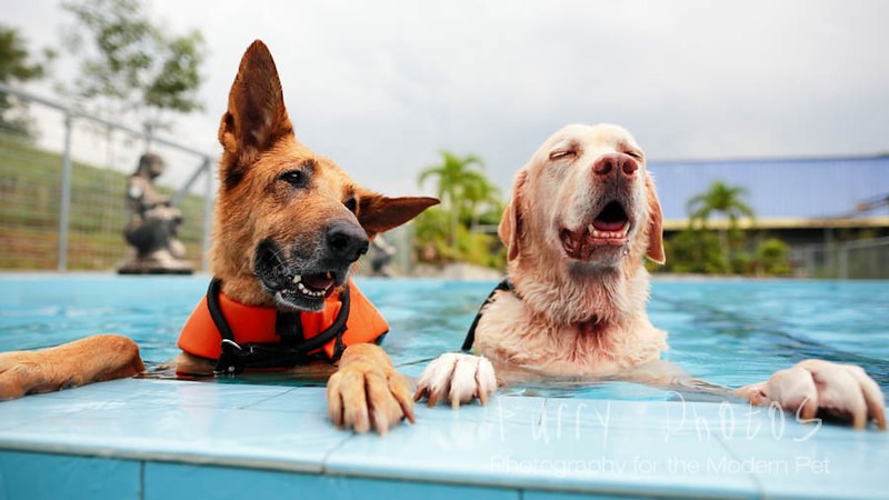 Doggies love a swim.