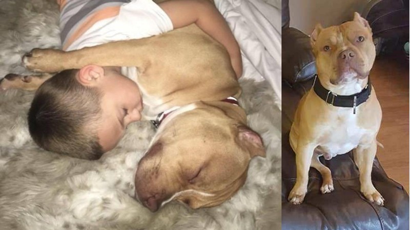 Six-year-old pit bull Chino was shot at two Saturdays ago.