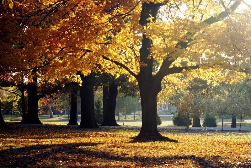 Image of Tower Grove park trees as the leaves turn colors.