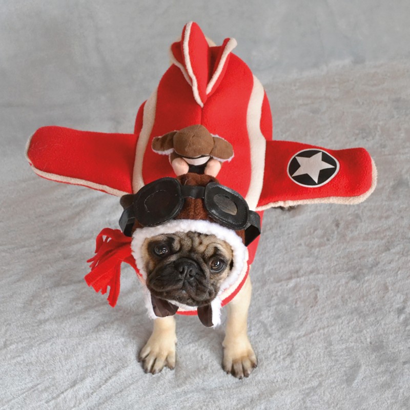 A pug is dressed in an airplane costume.