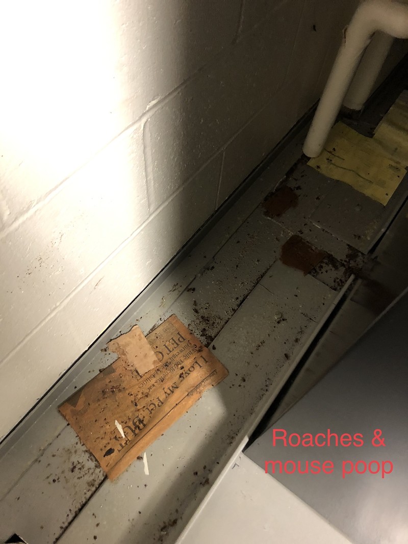 Photo marked "roaches and mouse poop" from St. Louis Animal Care and Control facility.