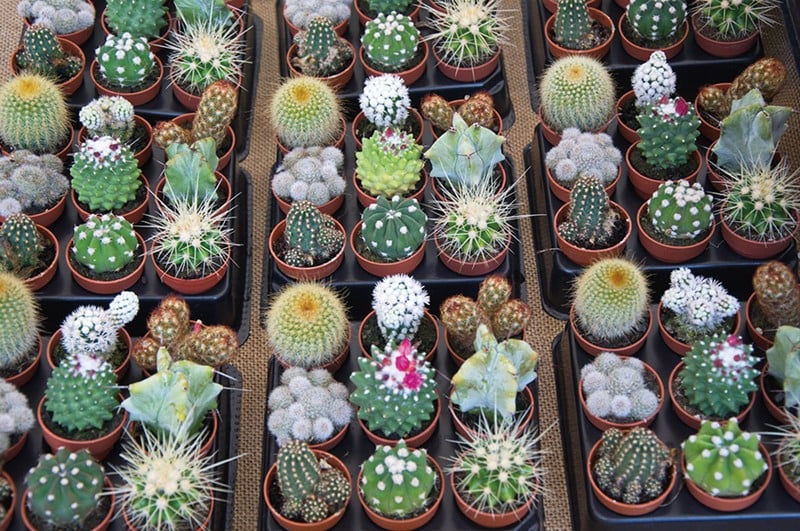 A selection of cacti