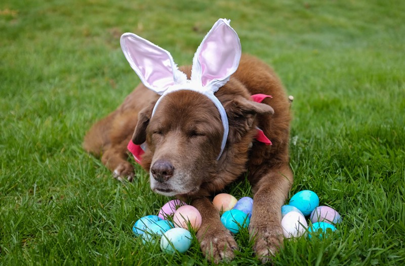 Dogs can get in on the Easter egg hunt fun this spring.