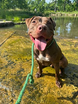 This pup loves water - Elisha Edge