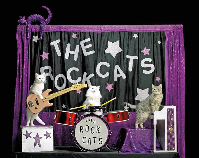 Tuna and the Rock Cats, the only all-cat band in the world, will close out all of the Amazing Acro-Cats shows at the .Zack Theater this weekend. - COURTESY PHOTO