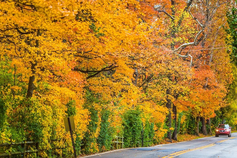 A driver near Grantwood Village gets to peep glorious autumn color.