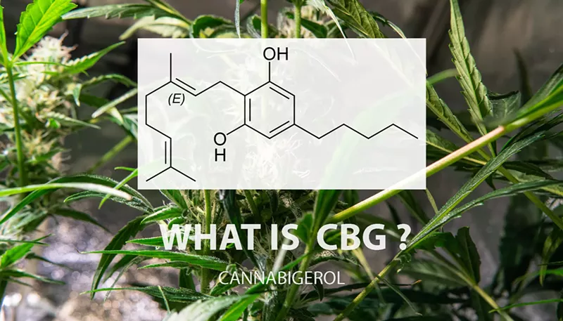 Exploring Cannabigerol (CBG): The Mother of All Cannabinoids