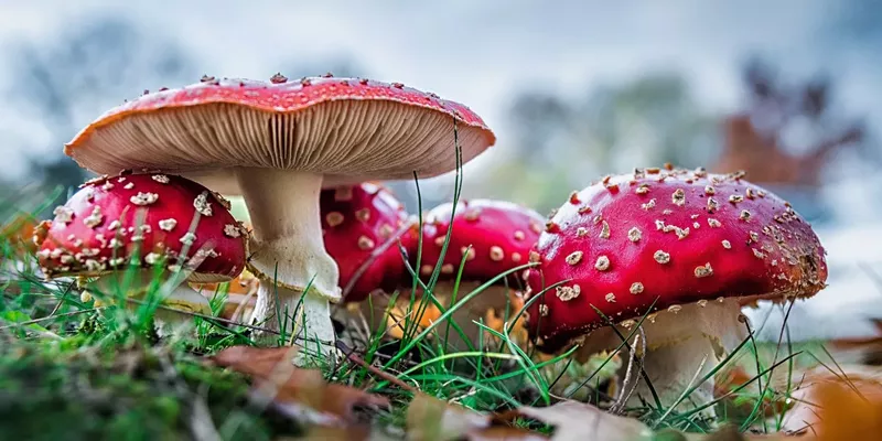 Assortment of Amanita Muscaria gummies for wellness, relaxation, and microdosing.