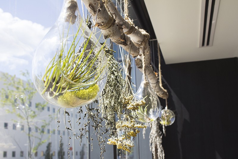 Hanging plants adorn the front-facing window, foreshadowing Vicia's fascination with plants. - MABEL SUEN