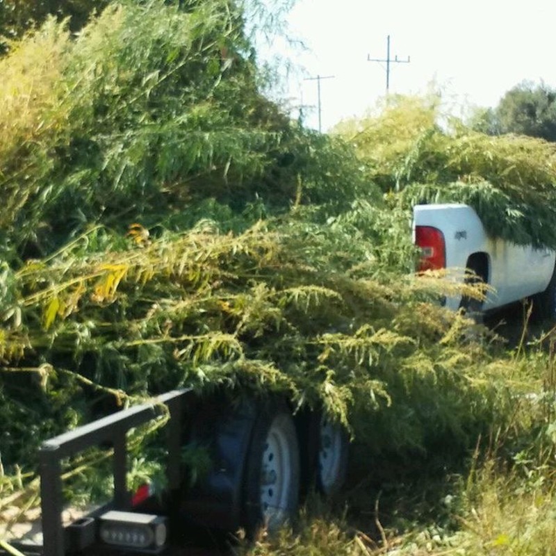 The Facebook posts showed pictures of plants piled high. - Image via Jasper Police Department Facebook page