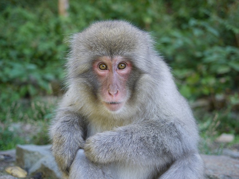 A macaque died while in Washington University's care in June 2017. - PHOTO COURTESY OF FLICKR/BLUE FUTON