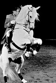 A Lipizzan stallion performs the levade.