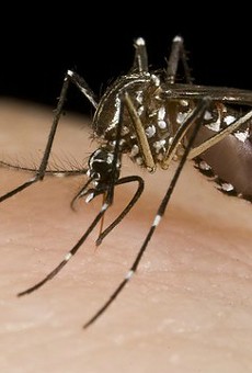 West Nile Virus Found in St. Louis Area Mosquitoes
