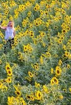 Those Instagram-Famous Sunflower Fields Bloom Again Soon in St. Louis