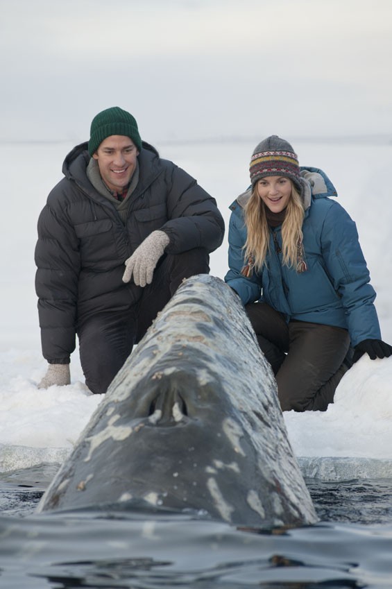 John Krasinski and Drew Barrymore greet one of the trapped California gray whales in the rescue adventure "Big Miracle", inspired by the incredible true story that touched the world