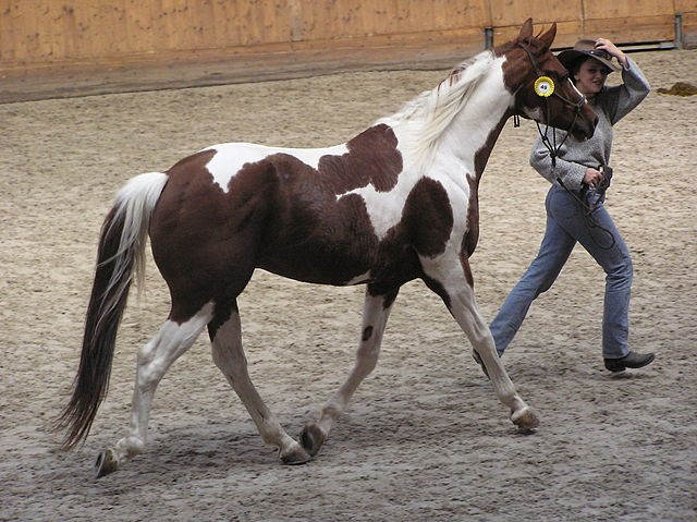 Louis Saint girls sex in horses Saint Louis