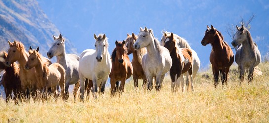 Wild horses. - VIA ASPCA.ORG