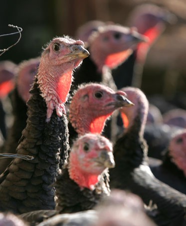 turkeys.jpg