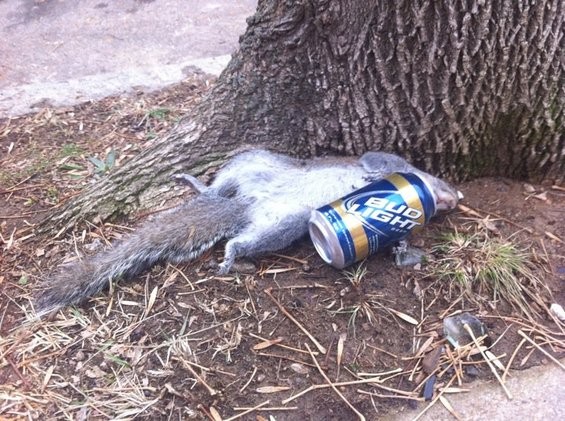 St. Louis: Where the squirrels go to hide their Everclear! - DAILY RFT
