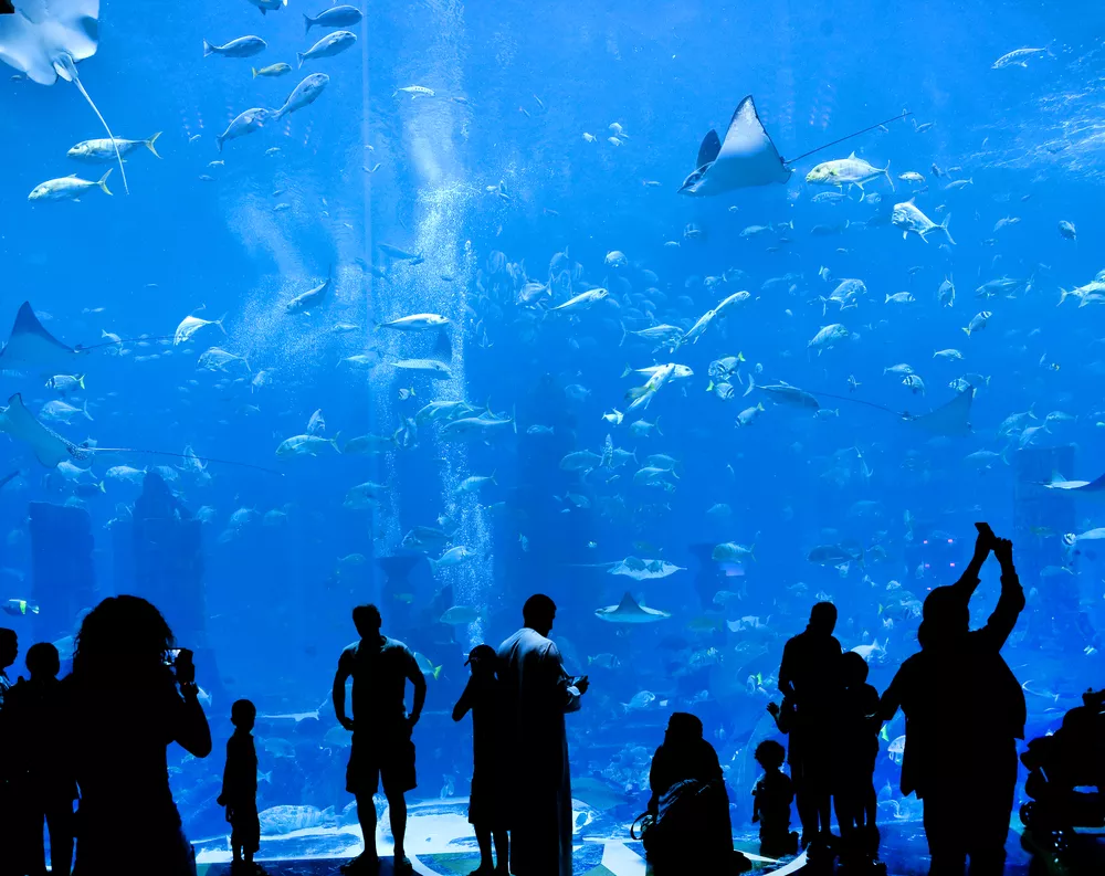 Here's what you can see and touch at the St. Louis Aquarium