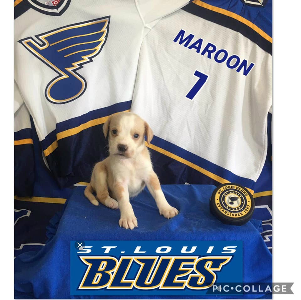 St Louis Blues Dog 