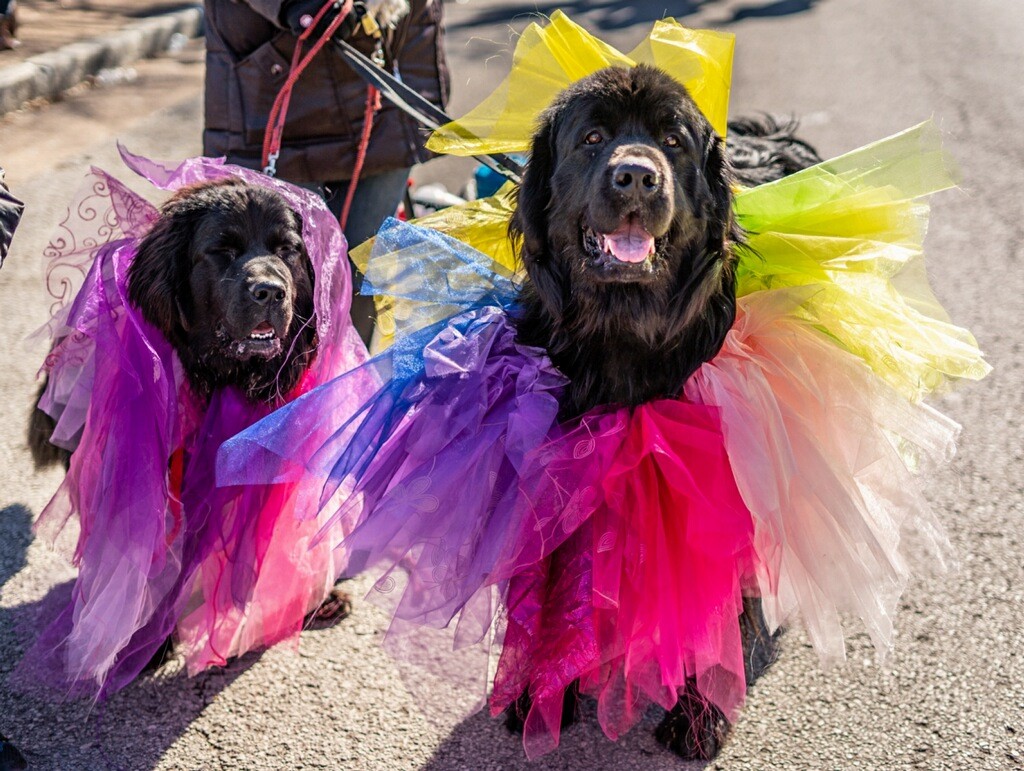 The Purina Pet Parade Returns to Soulard This Sunday St. Louis St