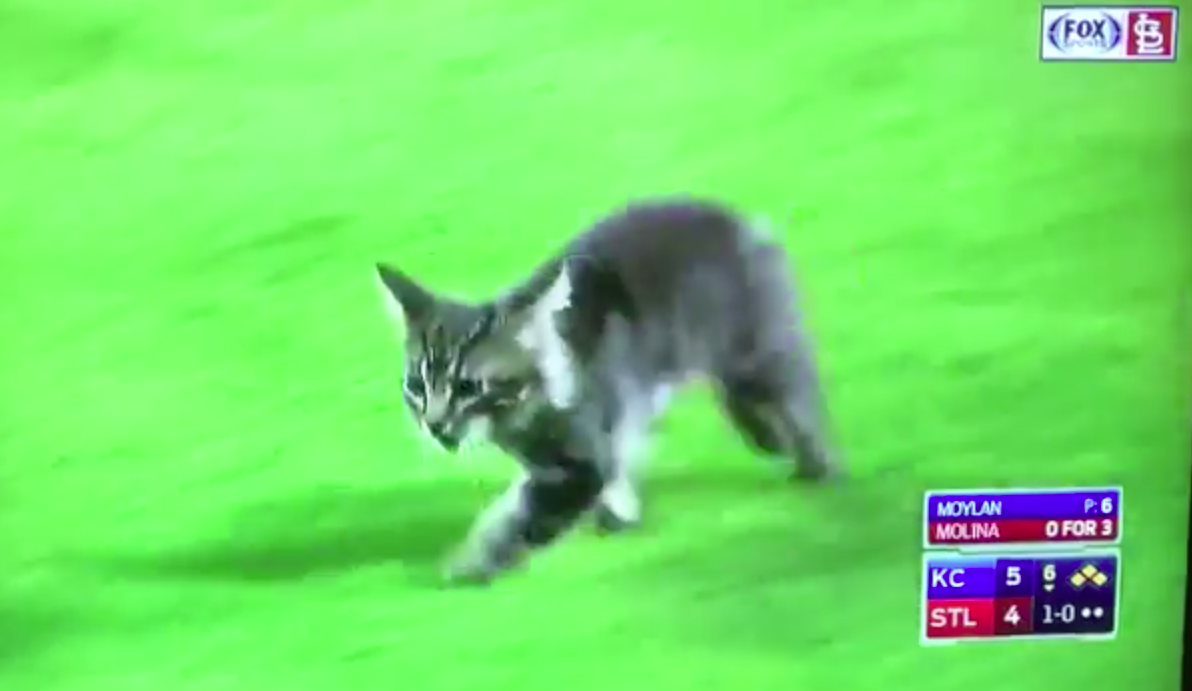 Rally Cat! : r/Astros