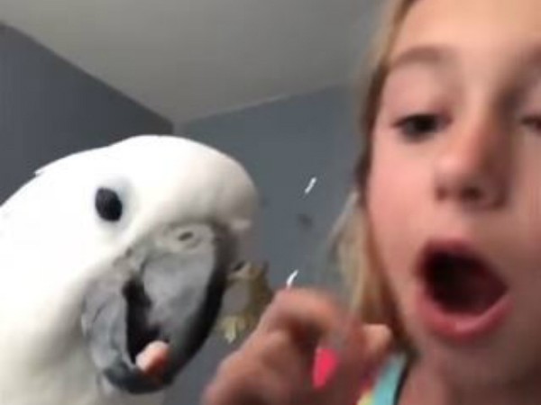 Lake St Louis Girl S Cockatoo Pulls Loose Tooth In Viral Video