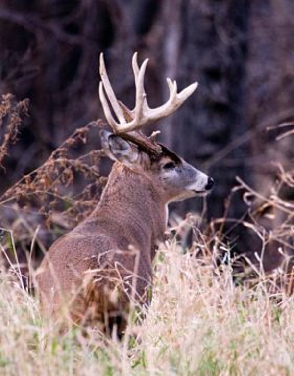 Doe! Missouri Department of Conservation Raps -- And Chills With Gender ...