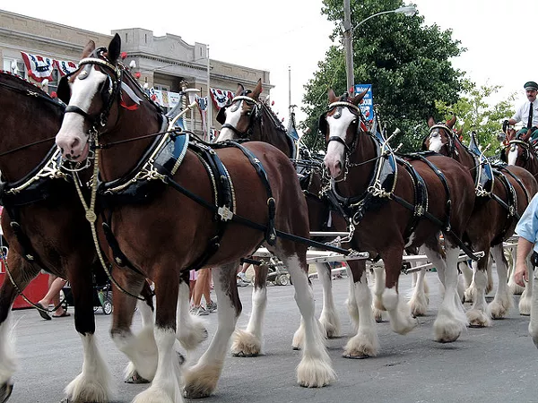 St Louis Cardinals Opening Day Clydesdales 