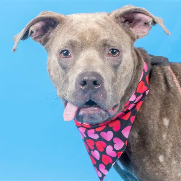 10 Ugly St. Louis Dogs You Can and Should Adopt Today